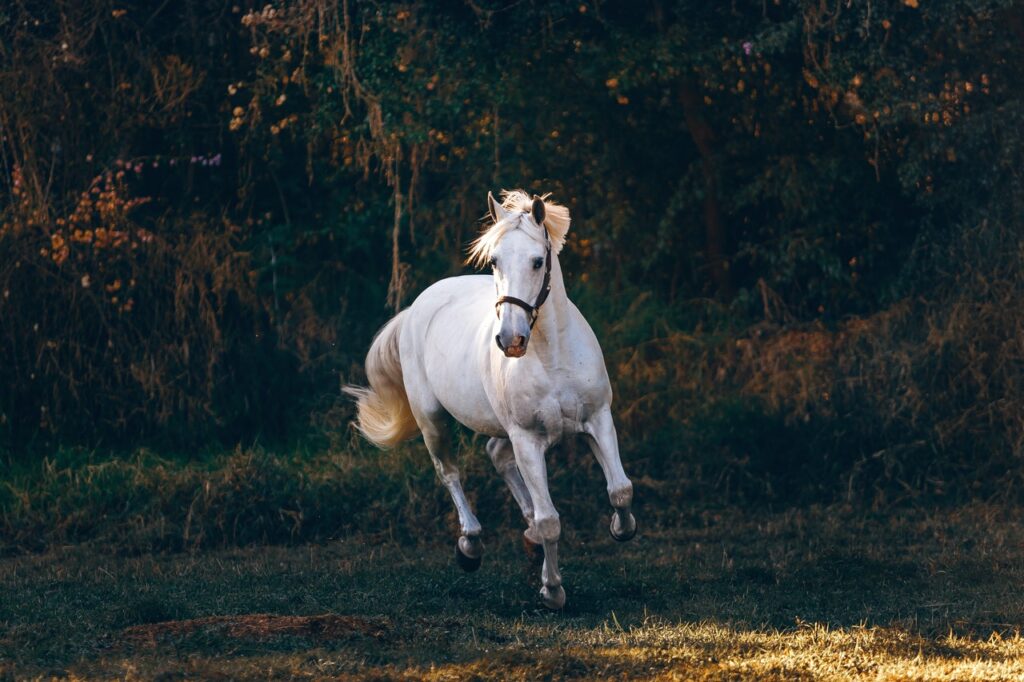 Konie gorącokrwiste – co warto o nich wiedzieć?